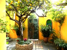 lemon-tree