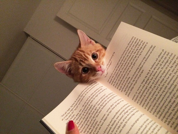 cat1