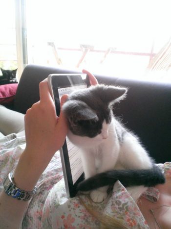 cat12