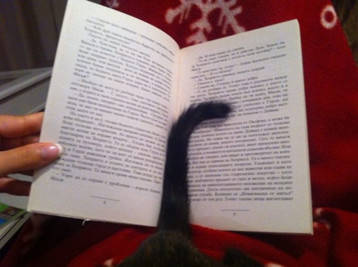 cat17