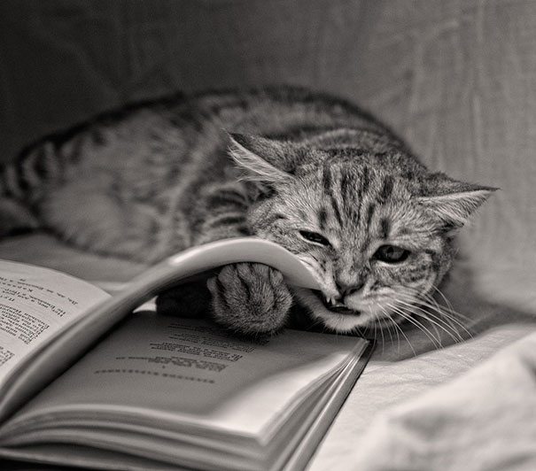 cat19