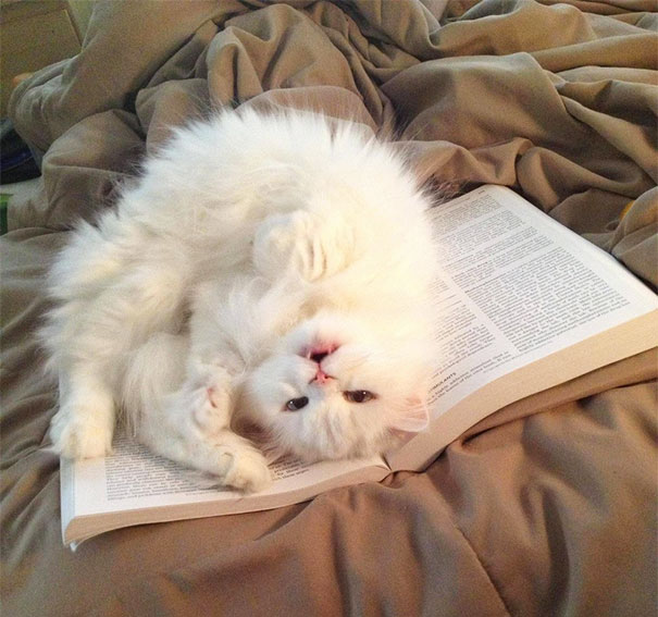 cat2