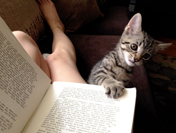 cat20