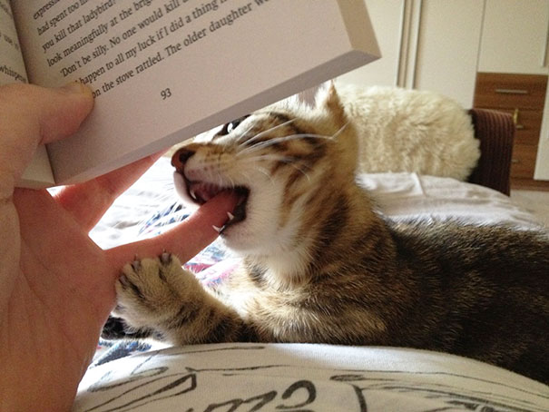 cat25
