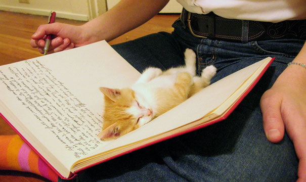 cat3