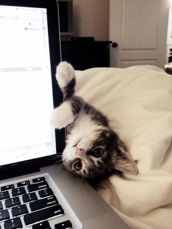 cat7