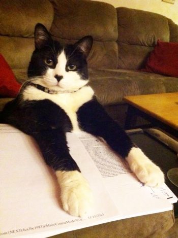 cat8