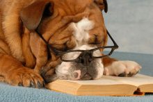 smart-dog